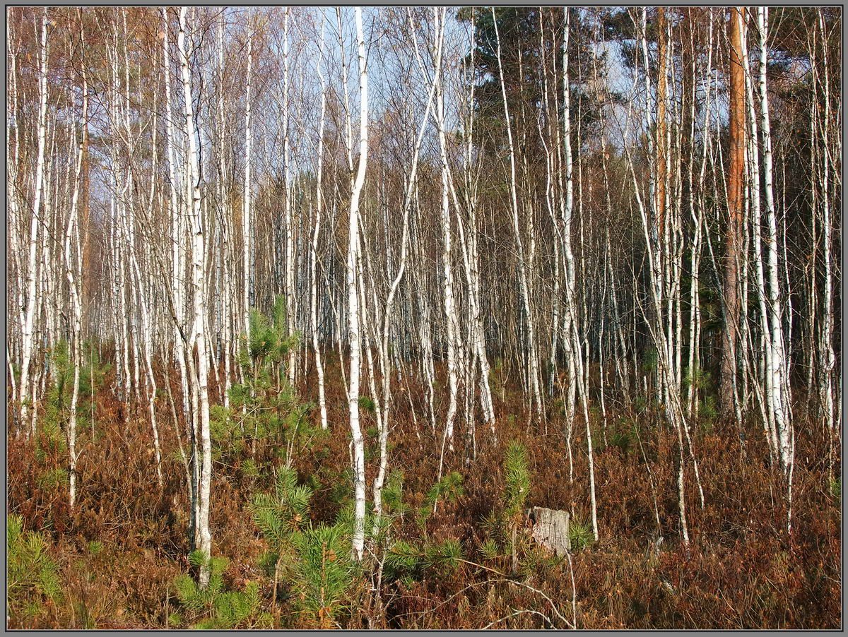 In der Forest 2. Cranberry Moor.