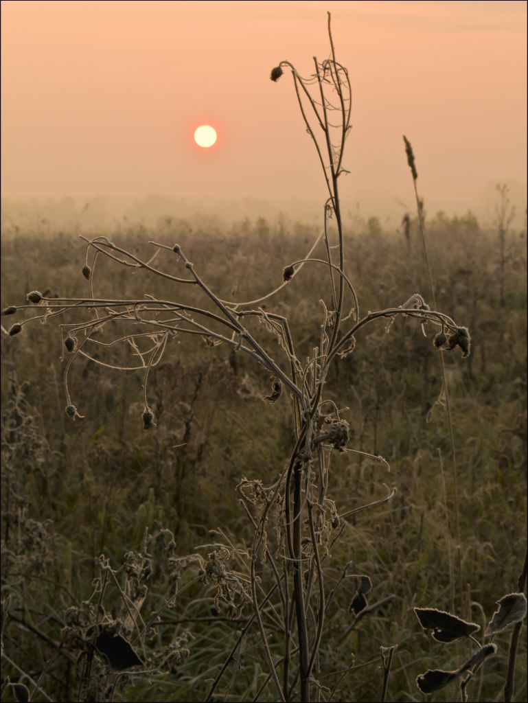 eingeschränkt iniem
