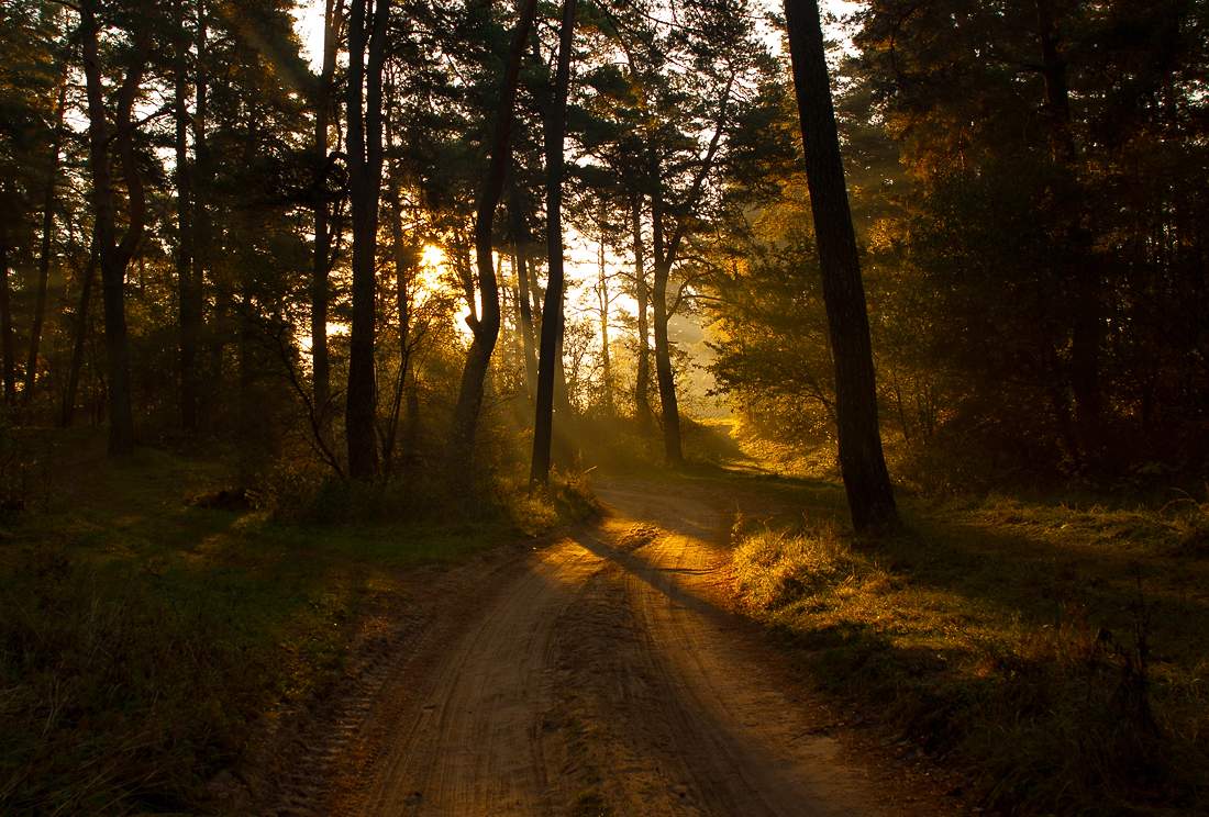 Morgen in der Pine Forest (repost)