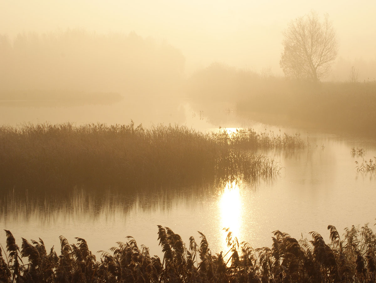 Goldene Nebel