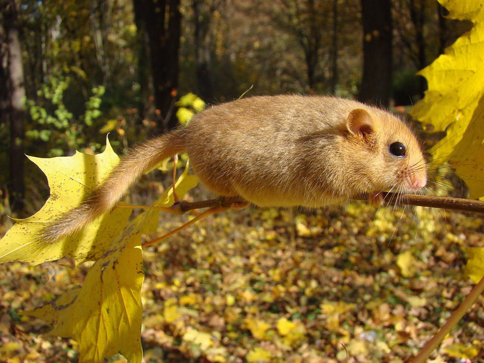 In den herbstlichen Wald
