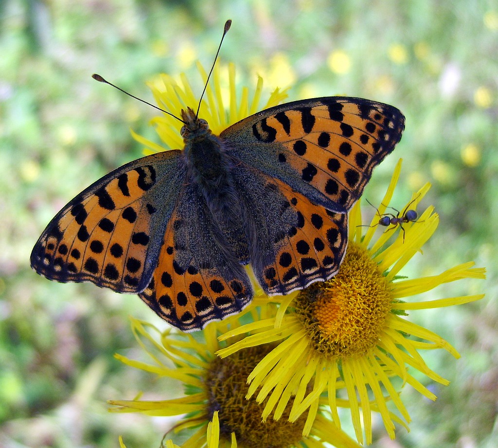 Vor dem Nest nicht werfen?