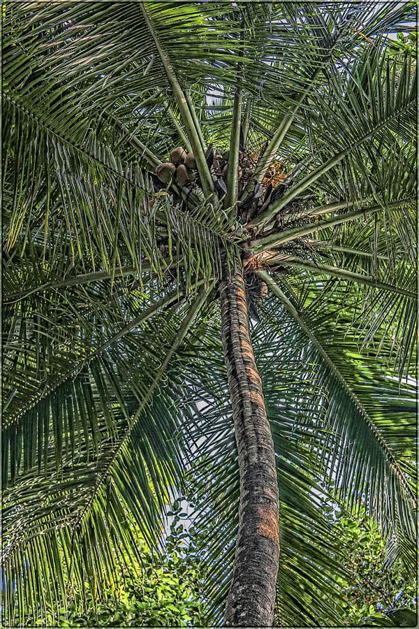 Palma. Texture Farbe.