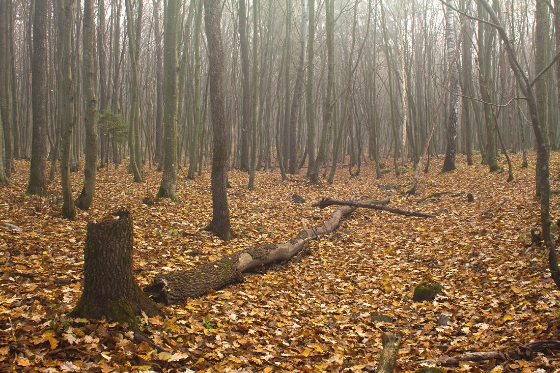 Zamkavyya zamaleouki