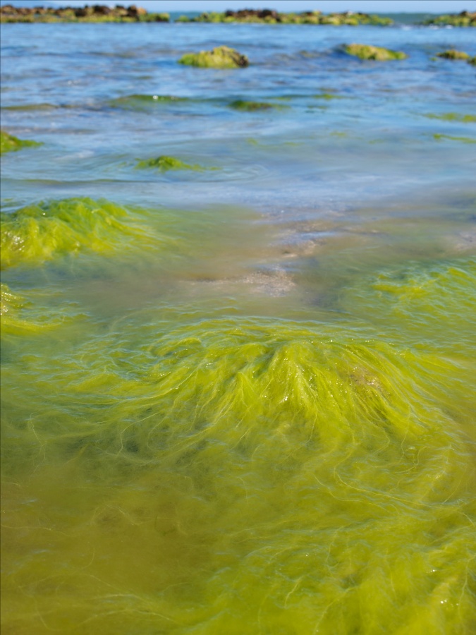wo sie leben Meerjungfrau