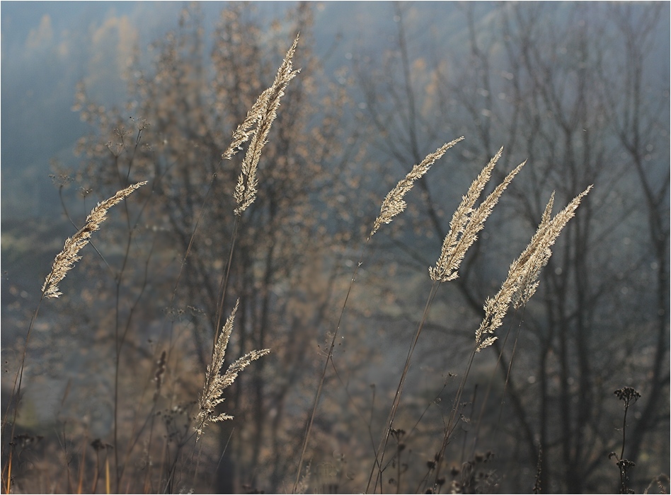 Wiegen sich im Wind ...