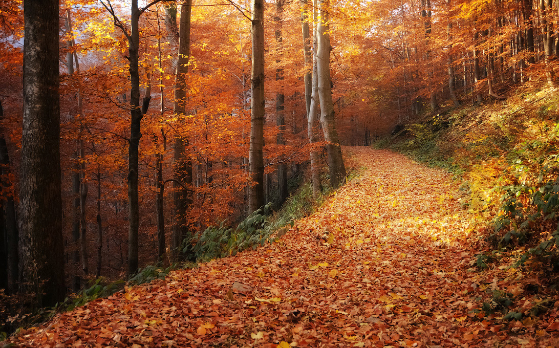 Herbstlichr Wald ...