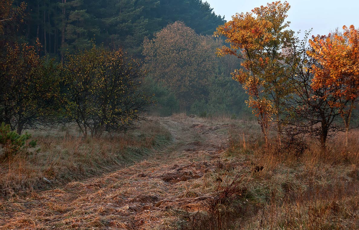 Der Herbstmorgen (3)