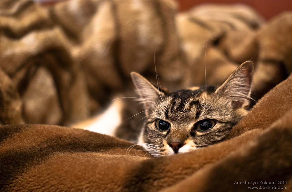 nicht nur die Menschen können traurig sein ..