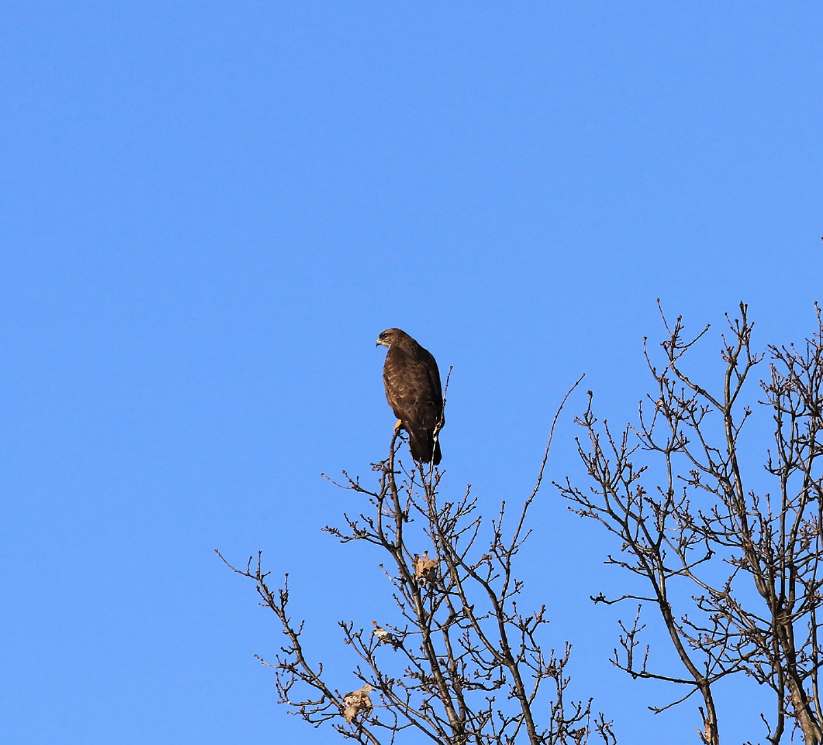 Das alles sehende Auge