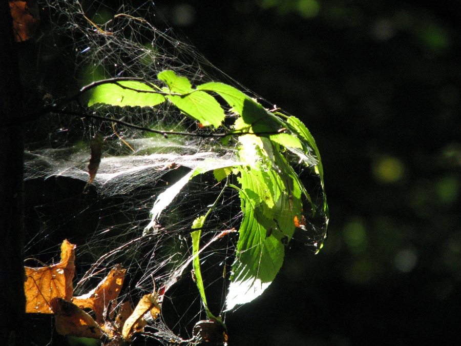 Spider-Palast in der Sonne