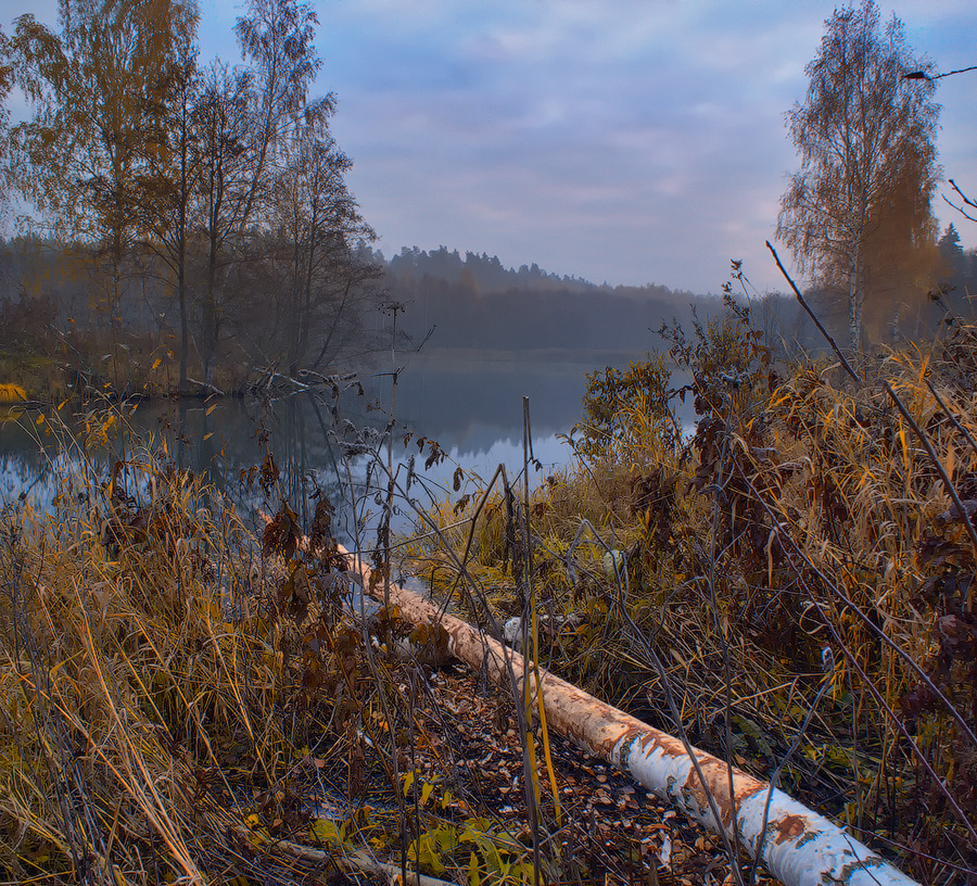 ~ ~ Das Schicksal des Baumes