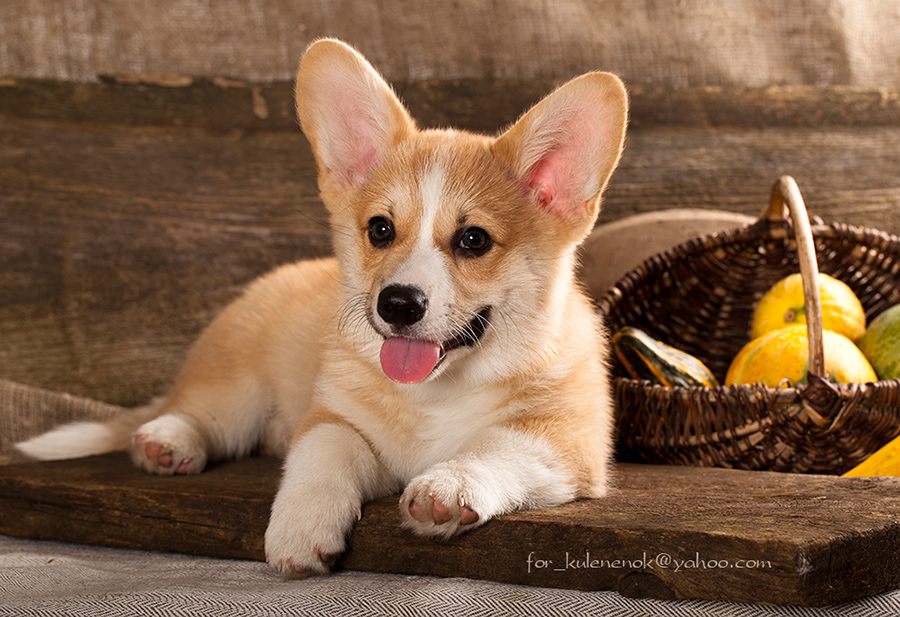 Welsch Corgi Pembroke