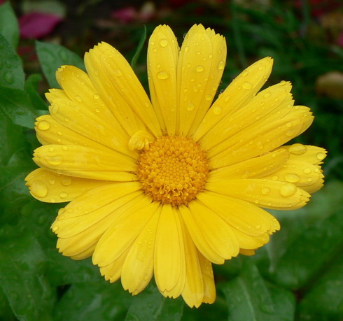 Marigold Blume