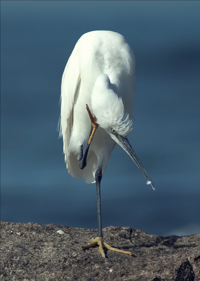 Shaw hast du gesagt?