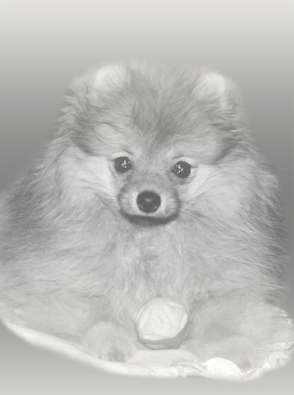 Ein kleiner Hund mit klugen Augen