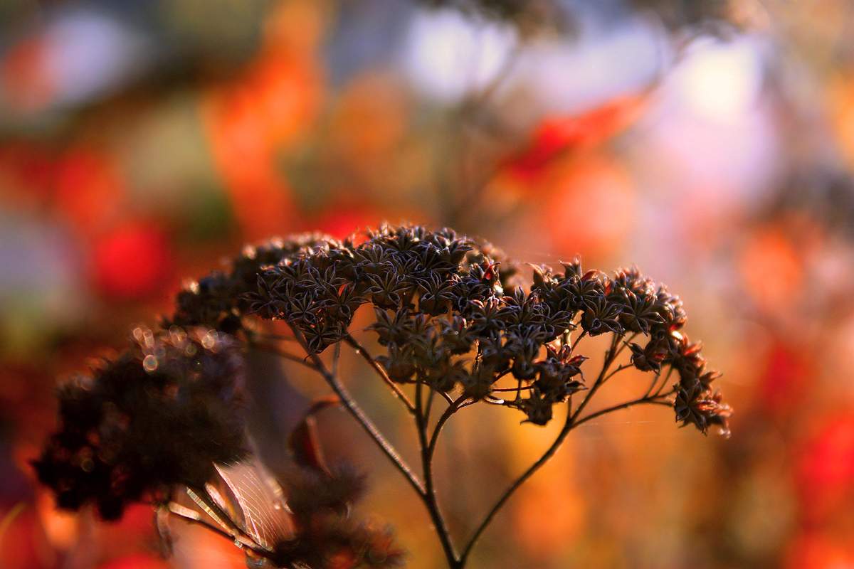 die Gerüche des Herbstes