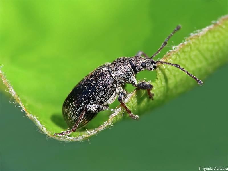 Weevil