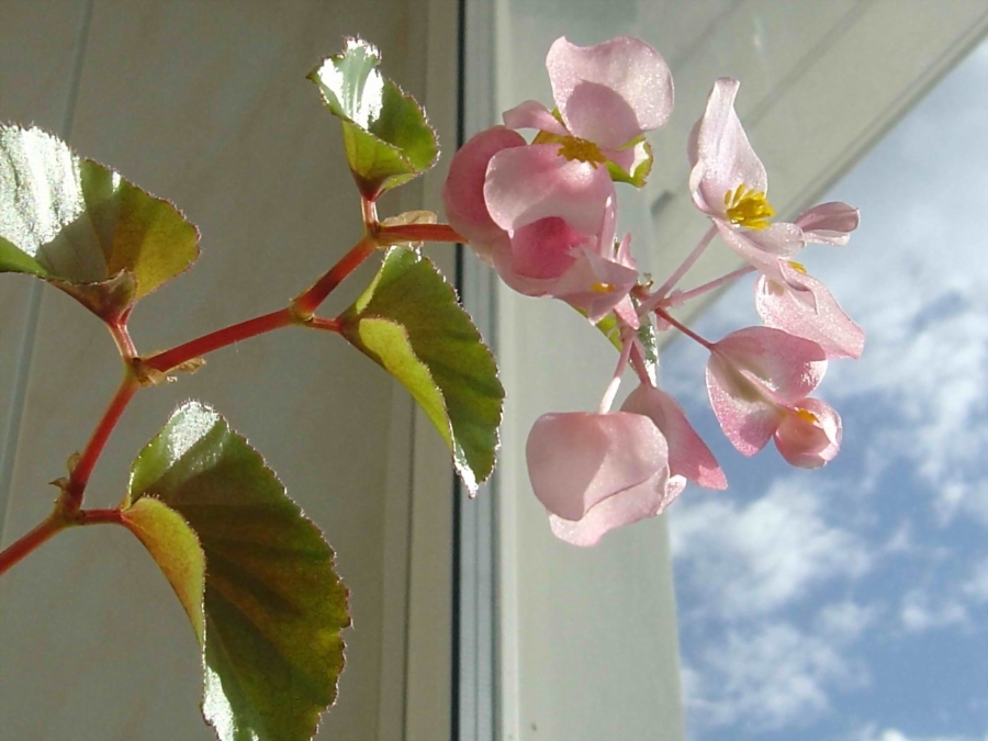 Begonia im Licht