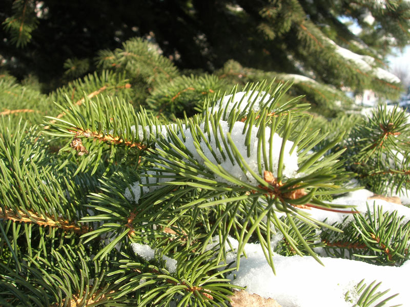 und Bäume und Sonnenschein und morozzz