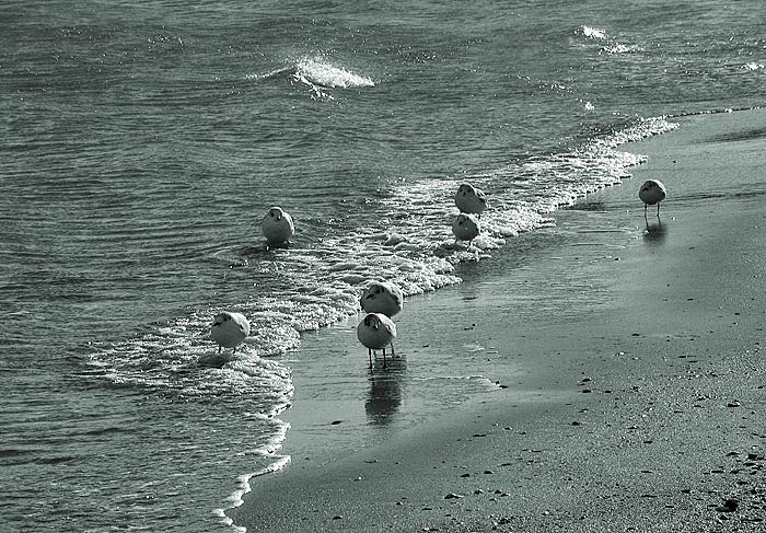 Wandernde auf den Wellen-1