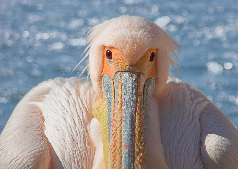 Langnasigen Porträt des Subjekts in der rosa