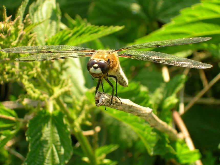 Ein breites Lächeln Libelle