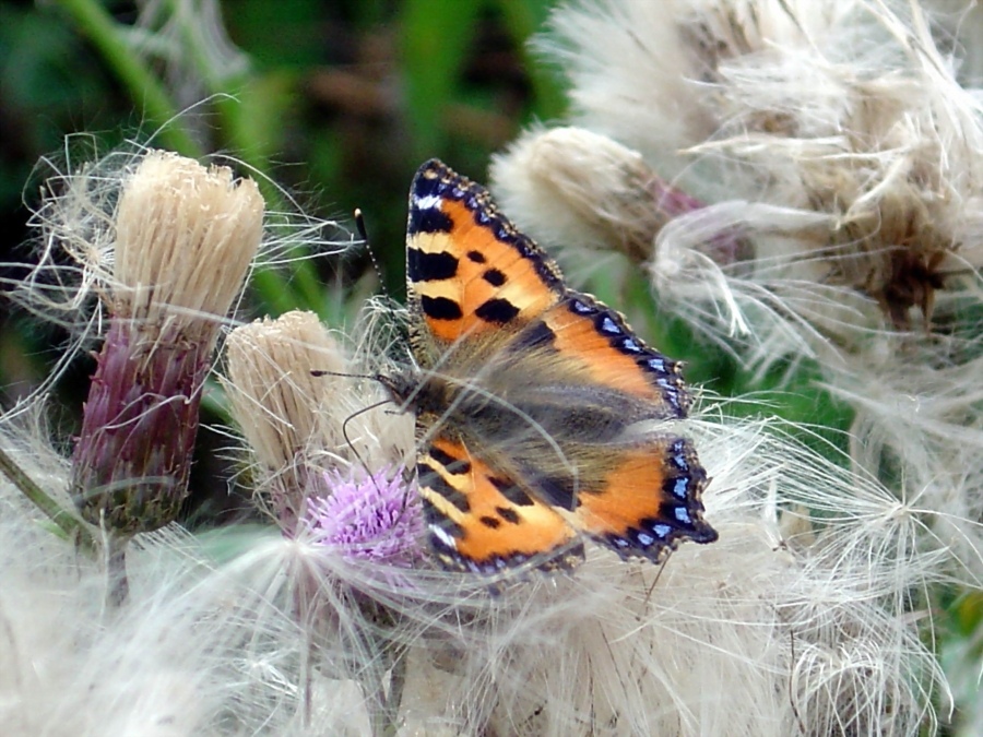 Schmetterling und Flusen