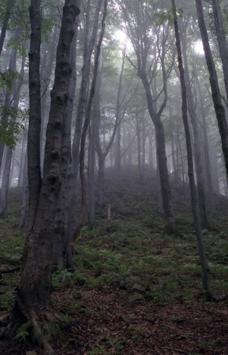 Bieszczady-Gebirge, Nebel
