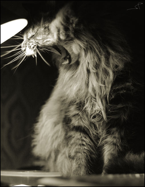 Producer's Mund zu Ihrem Profil