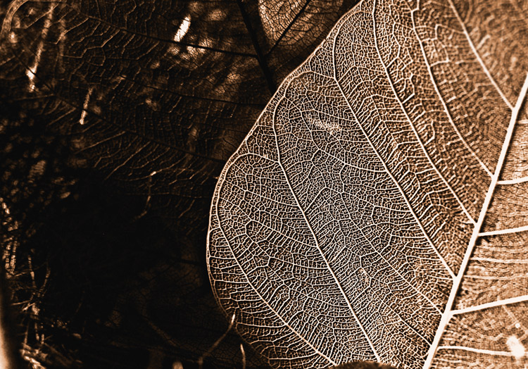 Rarität Zerbrechlichkeit