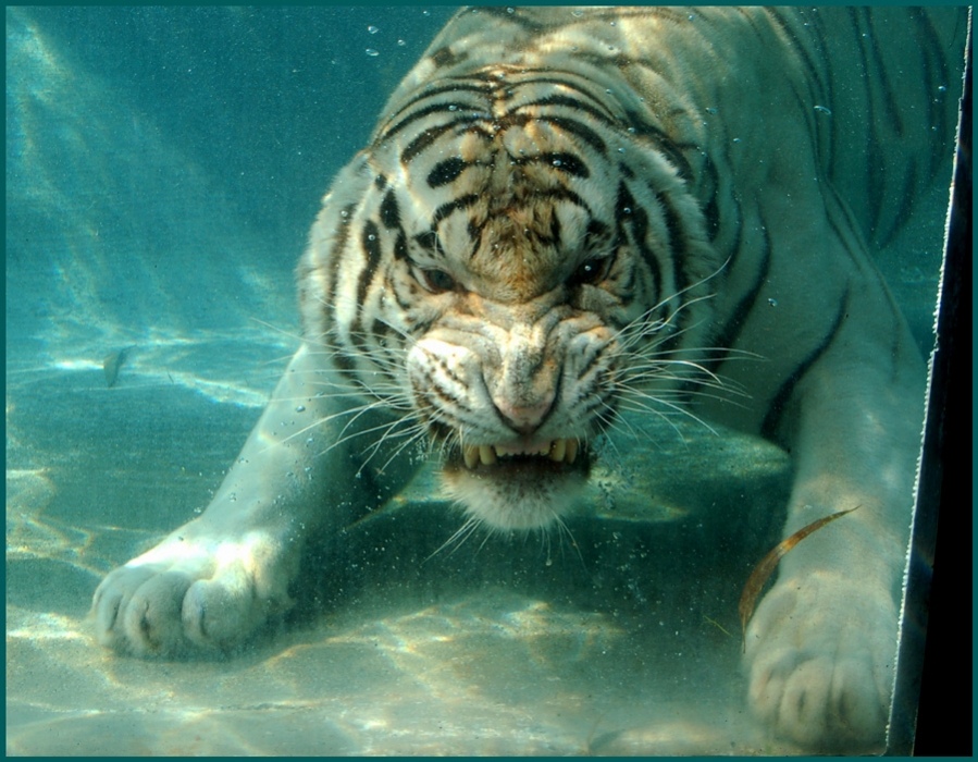 Unterwasser Bengal Kätzchen