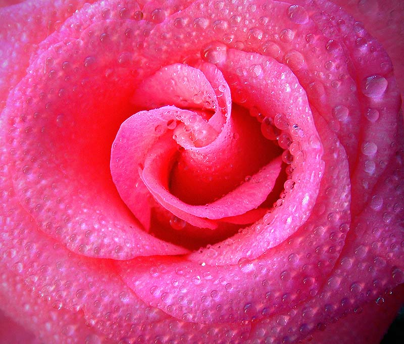 S praznikom-milie dami!