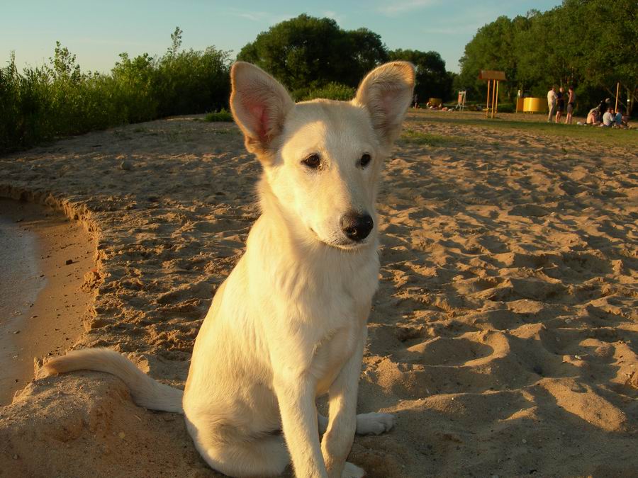Ein einsamer Hund am Ufer