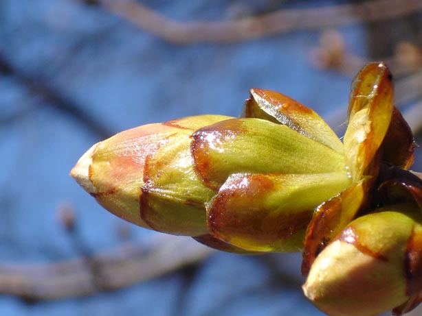 klebrig süß ... ...