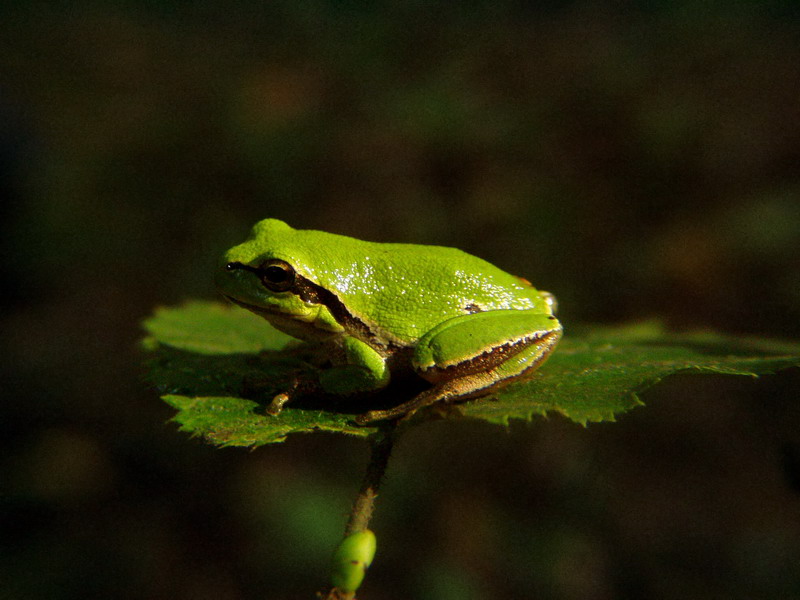 Laubfrosch