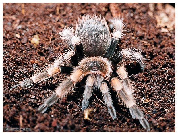 Brachypelma Smithi