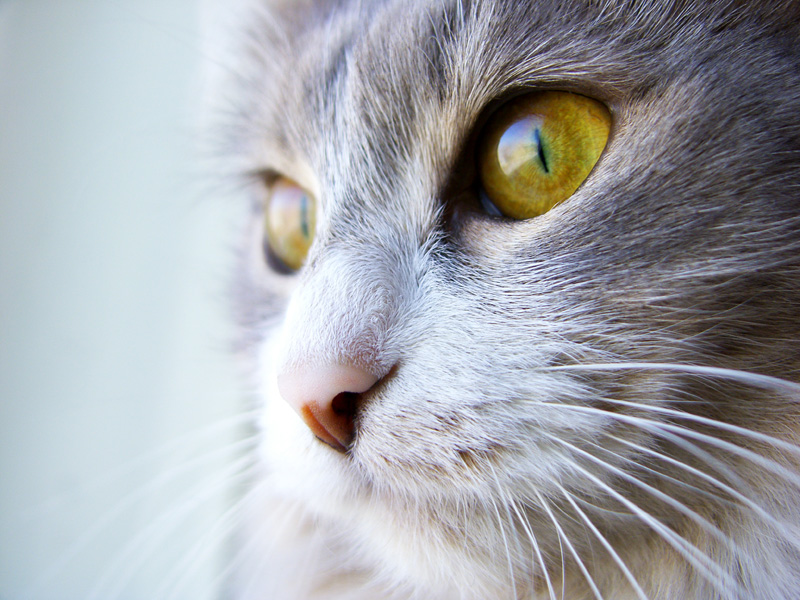 Reflexion ihrer Augen ...