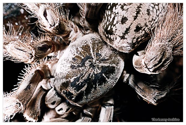 Heteroscodra maculata