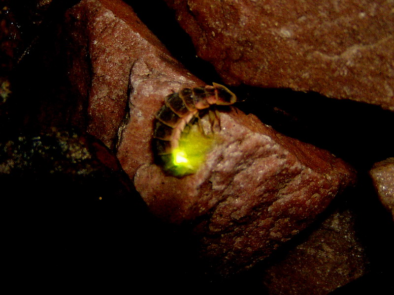 Er ist lebendig, und Licht.