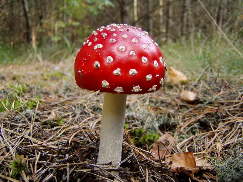 Fliegen-Blätterpilz