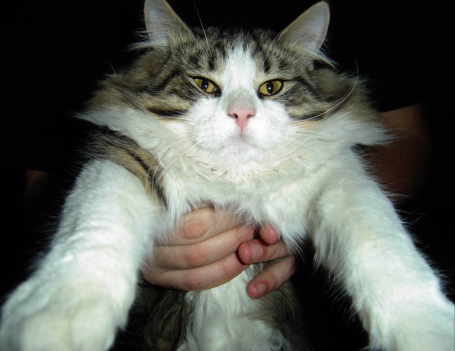 Nicht zurückgegebene kotyara Martin