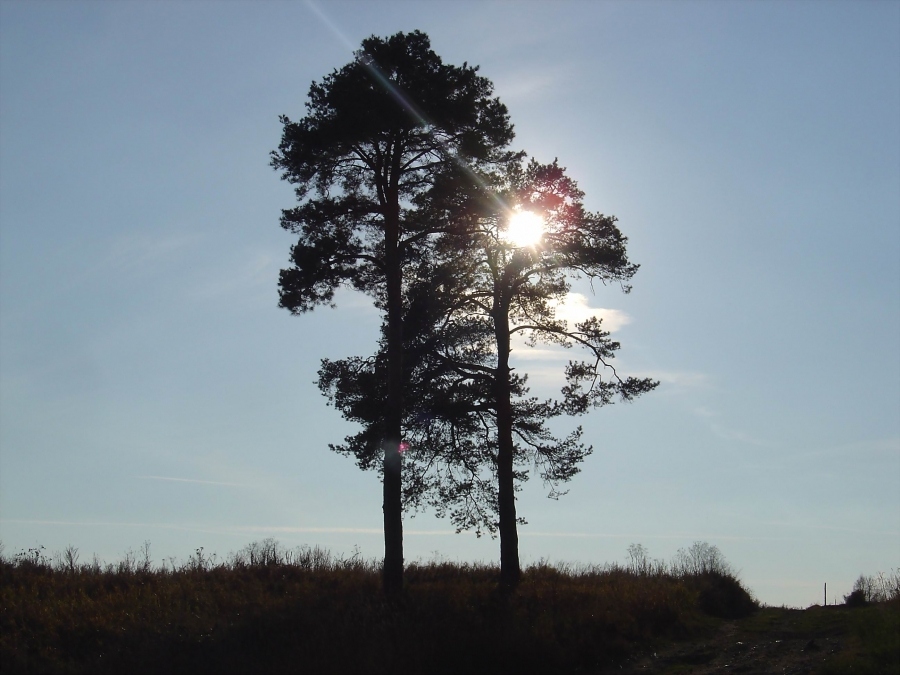 Sonne durch den Tannennadeln und Kiefer
