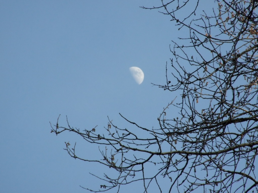 Fast in den Ästen verfangen ...