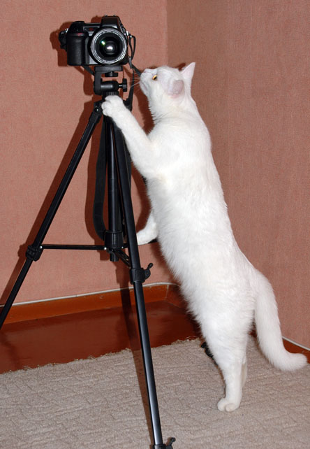 er wisse nicht, wie wir eine Katze lehren?