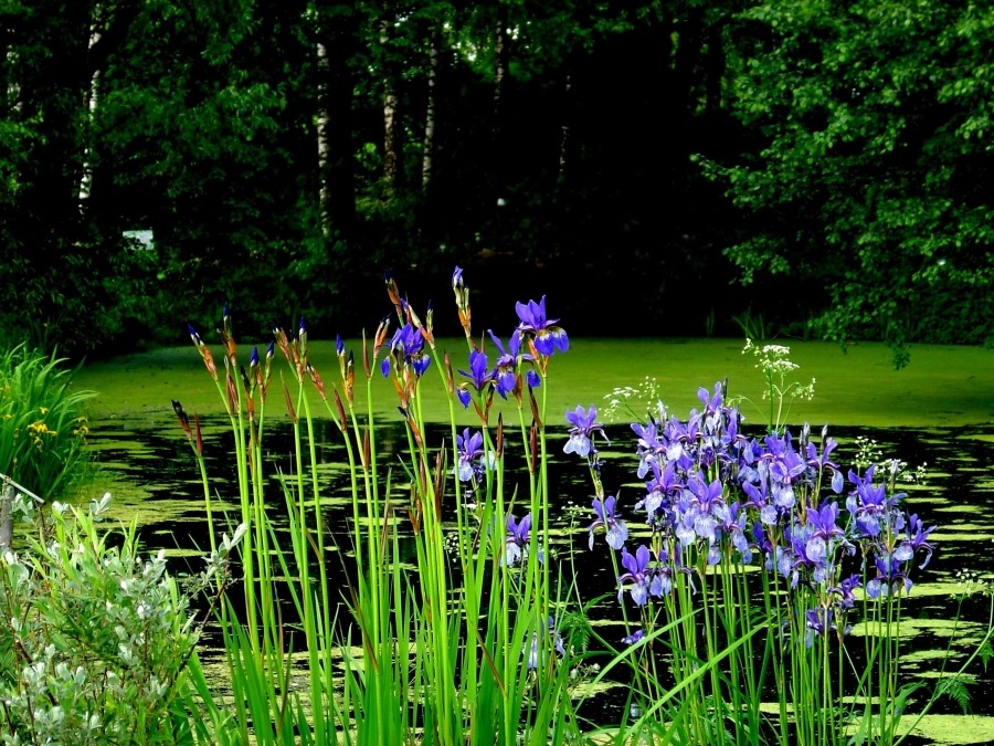 Im Botanischen Garten von Twer