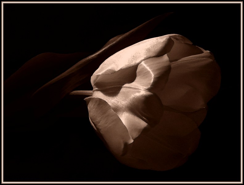 tenderness in the shade...