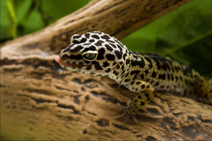Waschen Gecko