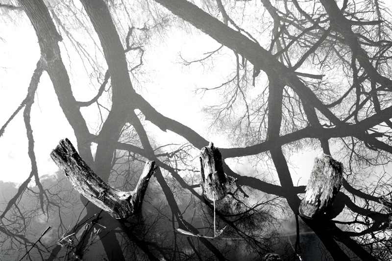 Über Bäume und ihre Reflexion