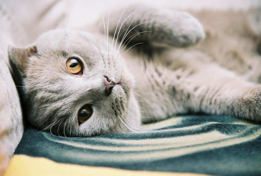 Variationen über das Thema "Favorite Fang"